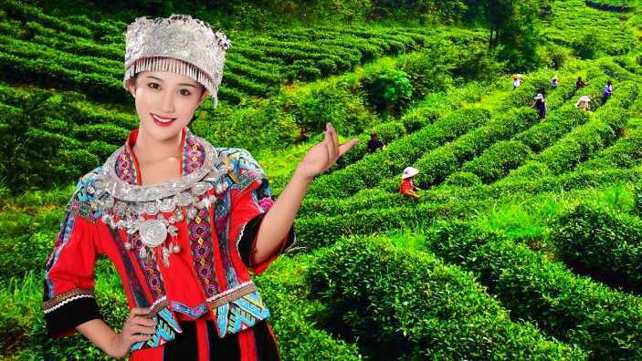 原生富硒茶 红茶 黄茶(原生态富硒茶叶)-硒宝网