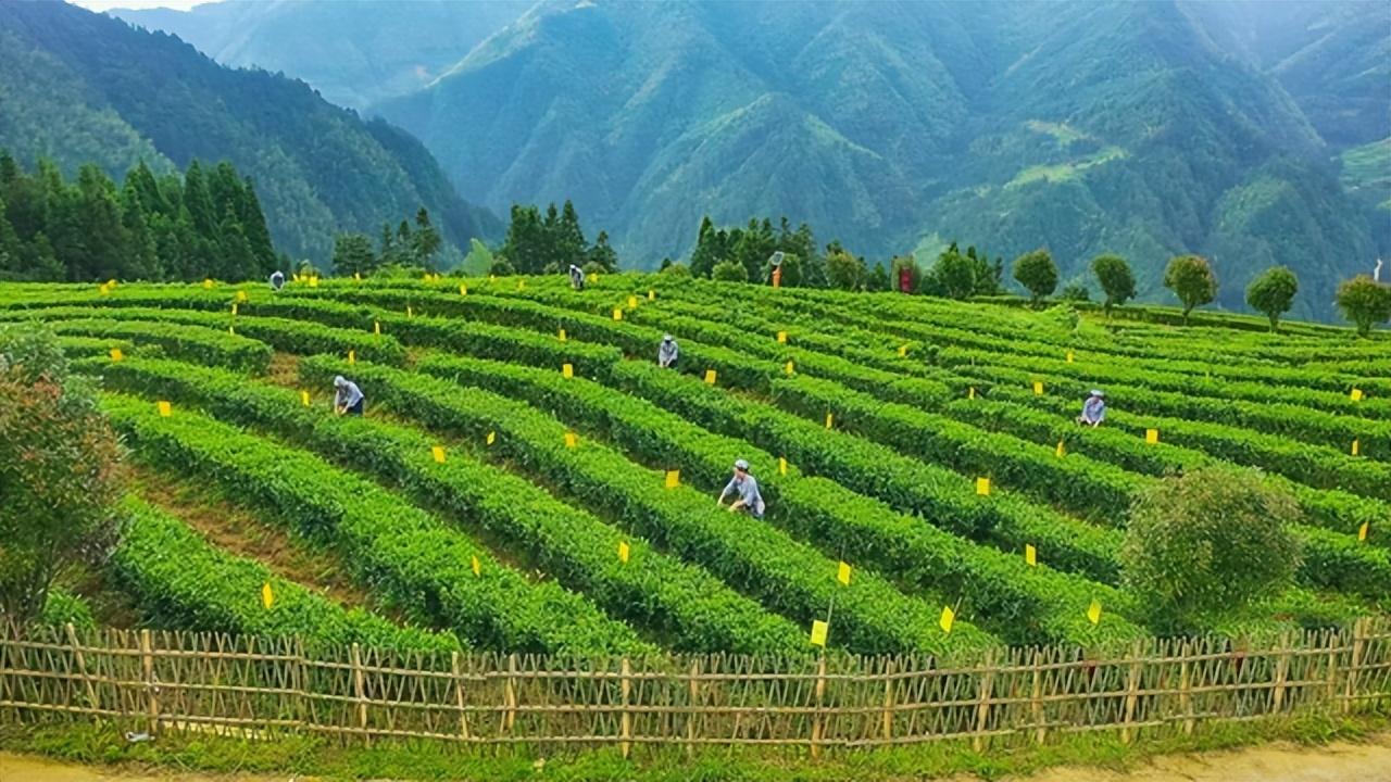 原生富硒茶 红茶 黄茶(原生态富硒茶叶)-硒宝网