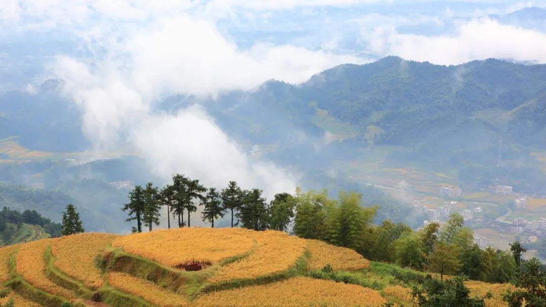 原生富硒茶 红茶 黄茶(原生态富硒茶叶)-硒宝网