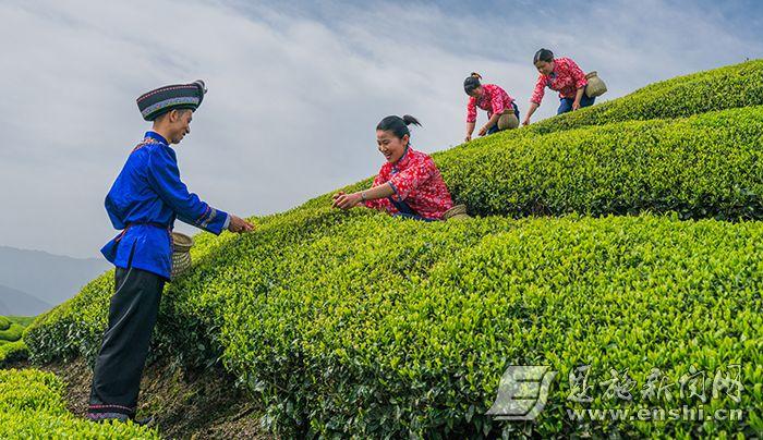 湖北恩施富硒茶2019(湖北的恩施富硒茶厂)-硒宝网