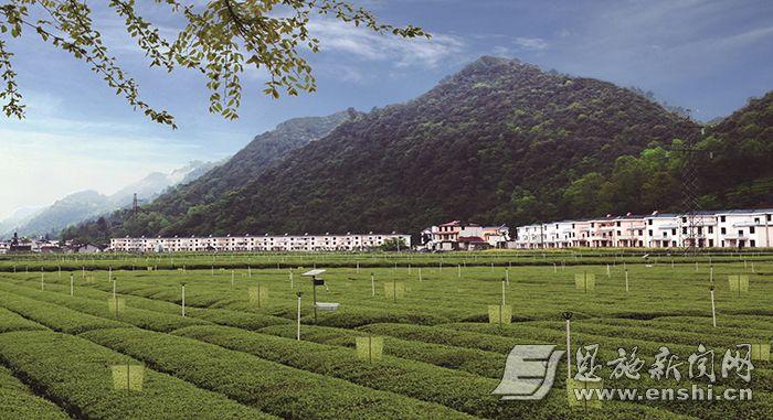 湖北恩施富硒茶2019(湖北的恩施富硒茶厂)-硒宝网