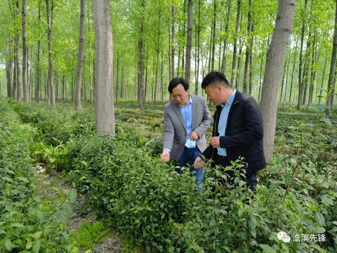 富硒茶的土质富含硒元素(各种茶叶含硒排行榜)-硒宝网