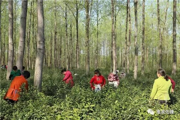 富硒茶的土质富含硒元素(各种茶叶含硒排行榜)-硒宝网