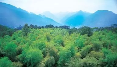 贵州凤冈富锌富硒茶标语（贵州富硒茶叶价格表）-硒宝网