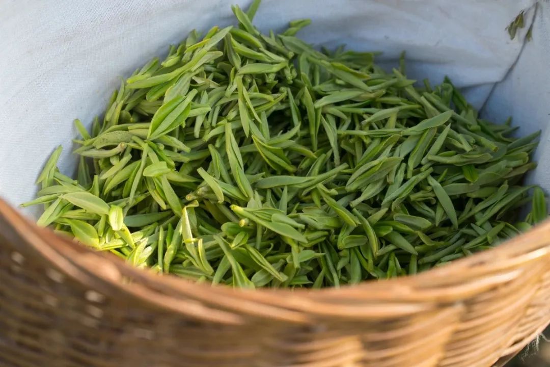 陕南紫阳2020富硒茶(紫阳富硒茶山)-硒宝网