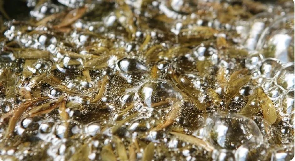 陕南紫阳2020富硒茶(紫阳富硒茶山)-硒宝网