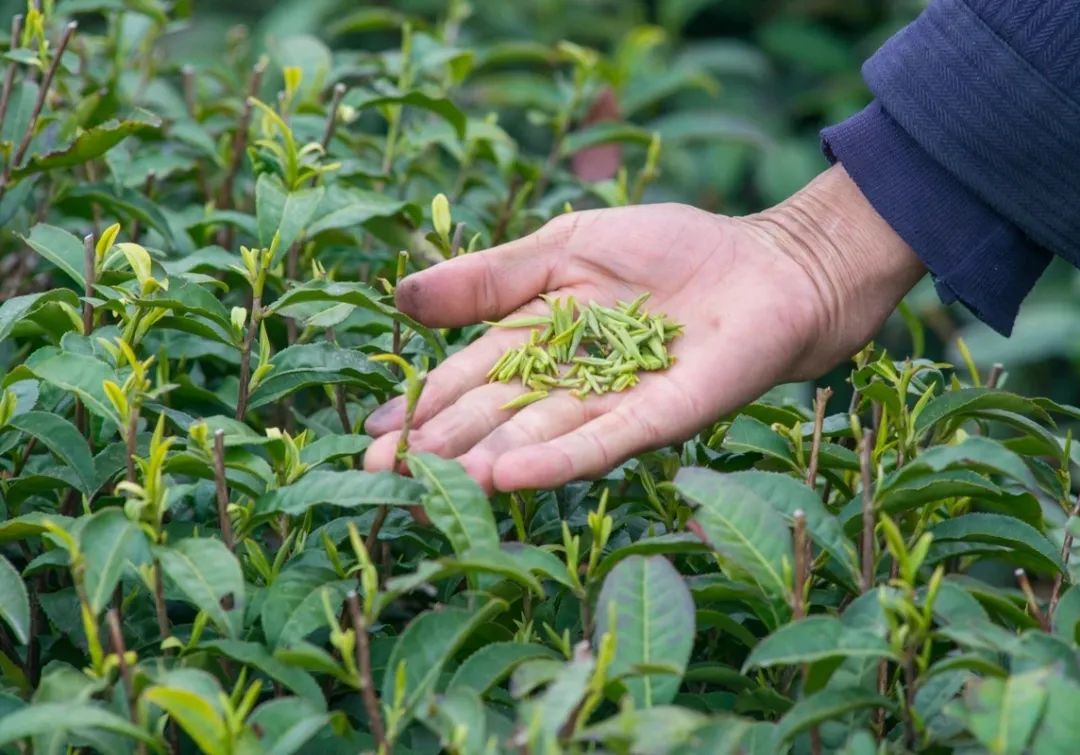 陕南紫阳2020富硒茶(紫阳富硒茶山)-硒宝网