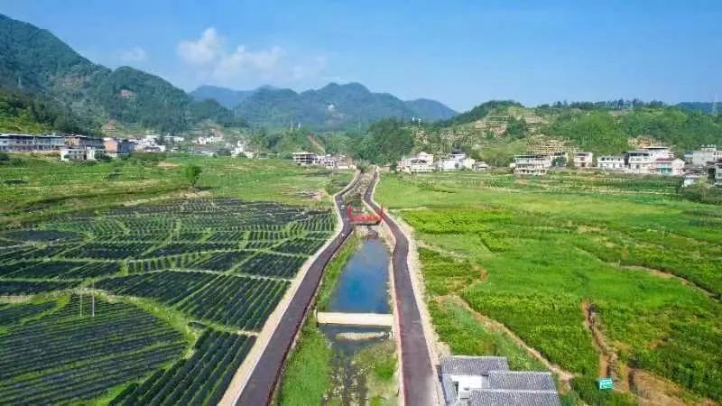 紫阳富硒茶含硒量有多高(紫阳茶叶含硒量)-硒宝网