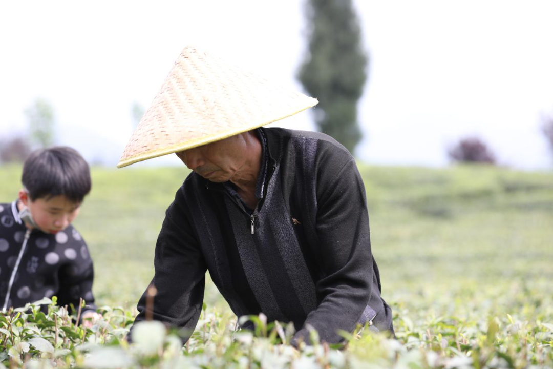 世界硒源富硒茶乡有哪些(富硒茶园)-硒宝网