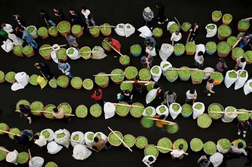 富硒茶属于什么茶类等级(茶叶含硒的标准值)-硒宝网