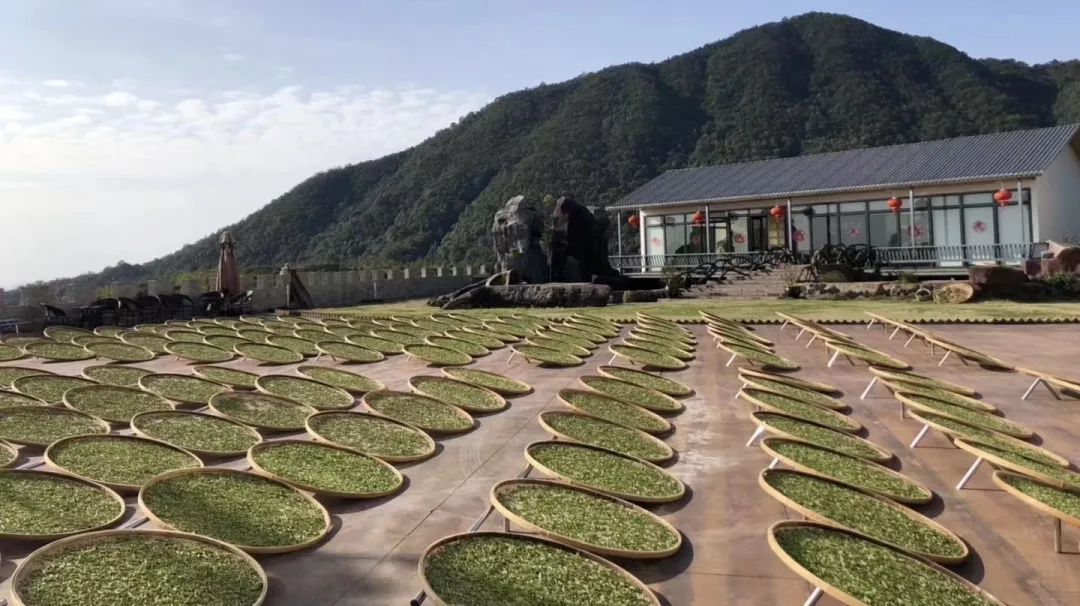 富硒茶属于什么茶类等级(茶叶含硒的标准值)-硒宝网