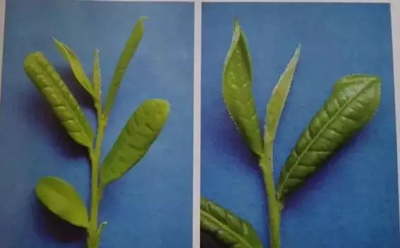 富硒茶属于什么茶类等级(茶叶含硒的标准值)-硒宝网