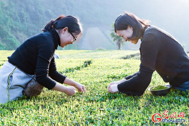 湖北富硒贡茶属于什么茶（湖北茶属于贡茶富硒茶吗）-硒宝网