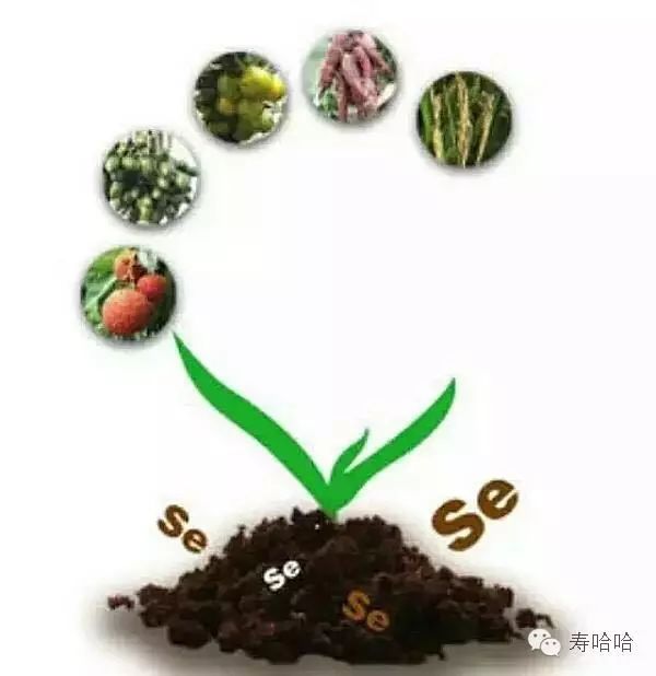 富硒茶中的硒指的是什么（茶叶富硒）-硒宝网