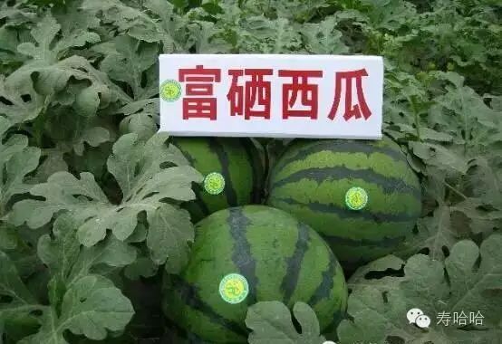 富硒茶中的硒指的是什么（茶叶富硒）-硒宝网