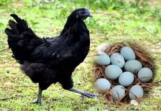 富硒茶中的硒指的是什么（茶叶富硒）-硒宝网