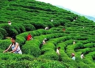 安康富硒茶特色是什么茶（安康富硒茶叶）-硒宝网