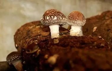 安康富硒茶特色是什么茶（安康富硒茶叶）-硒宝网