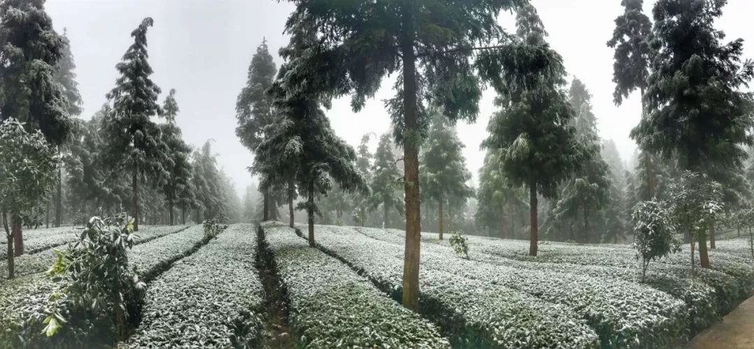 凤冈富锌富硒茶营养价值（凤冈锌硒富硒茶）-硒宝网