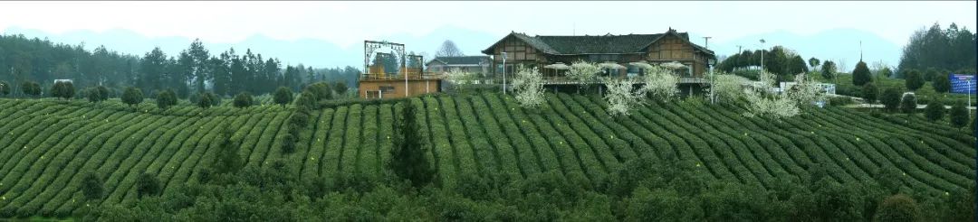 凤冈富锌富硒茶营养价值（凤冈锌硒富硒茶）-硒宝网