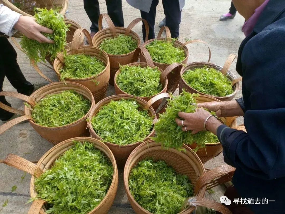 藤茶富硒标准是多少克硒(富硒藤茶的骗局)-硒宝网