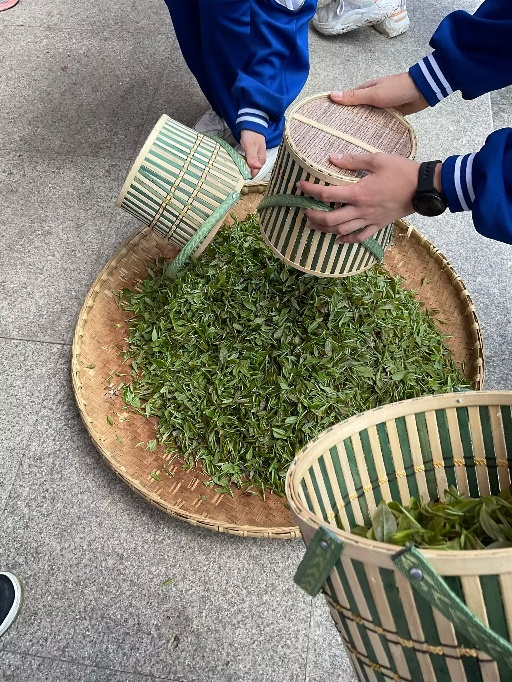 富硒茶加工工序流程视频(做茶工艺流程视频)-硒宝网