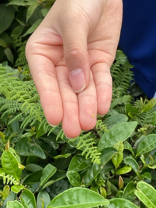 富硒茶加工工序流程视频(做茶工艺流程视频)-硒宝网