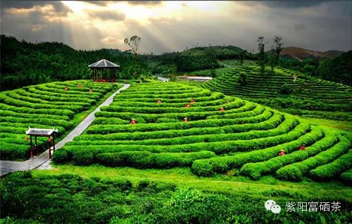 西安紫阳富硒茶销售地址（陕西紫阳茶园）-硒宝网