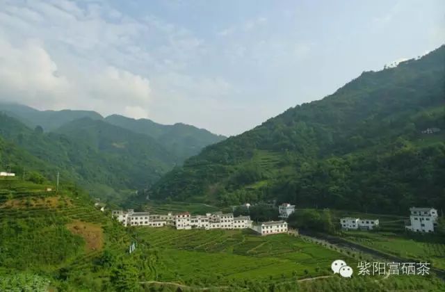 西安紫阳富硒茶销售地址（陕西紫阳茶园）-硒宝网