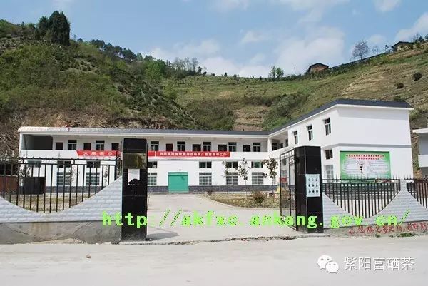 西安紫阳富硒茶销售地址（陕西紫阳茶园）-硒宝网