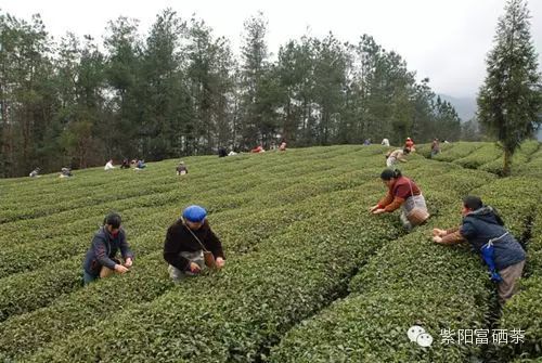 西安紫阳富硒茶销售地址（陕西紫阳茶园）-硒宝网