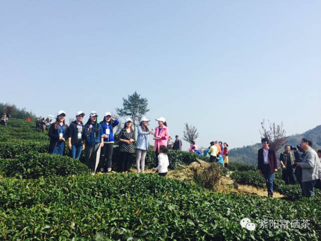 西安紫阳富硒茶销售地址（陕西紫阳茶园）-硒宝网