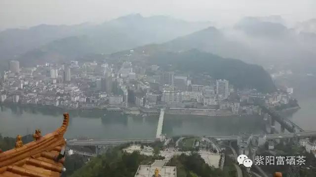 西安紫阳富硒茶销售地址（陕西紫阳茶园）-硒宝网
