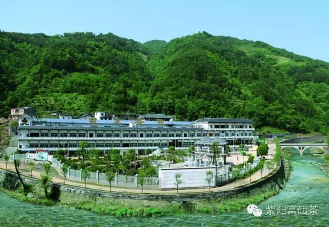 西安紫阳富硒茶销售地址（陕西紫阳茶园）-硒宝网