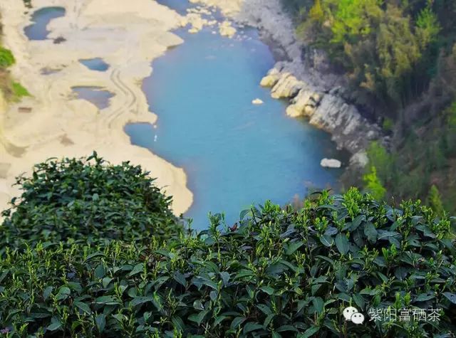 西安紫阳富硒茶销售地址（陕西紫阳茶园）-硒宝网