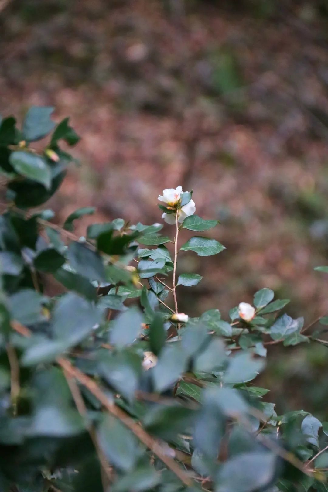 安康富硒茶官方介绍语言（安康富硒茶的功效与作用）-硒宝网