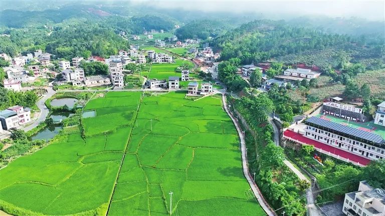 构建富硒茶产业标准体系（茶叶的富硒标准）-硒宝网