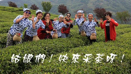 紫阳明前富硒茶2022(紫阳富硒明前茶价格)-硒宝网