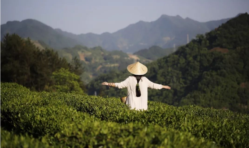 紫阳明前富硒茶2022(紫阳富硒明前茶价格)-硒宝网