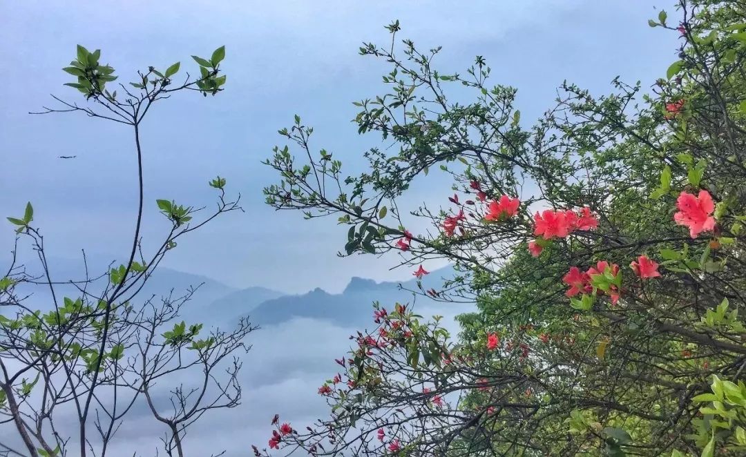 紫阳明前富硒茶2022(紫阳富硒明前茶价格)-硒宝网