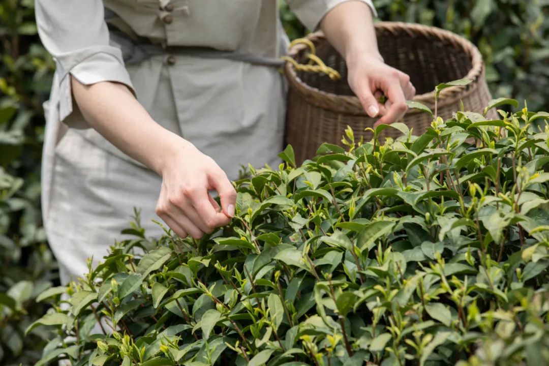 紫阳明前富硒茶2022(紫阳富硒明前茶价格)-硒宝网