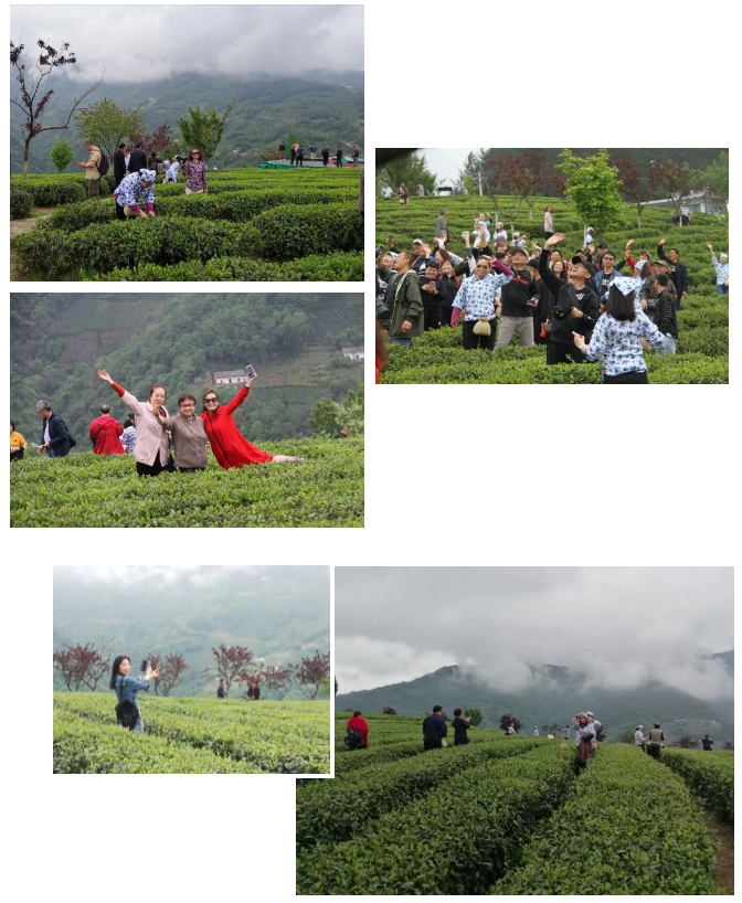 紫阳明前富硒茶2022(紫阳富硒明前茶价格)-硒宝网