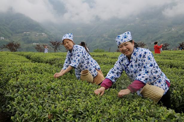 紫阳明前富硒茶2022(紫阳富硒明前茶价格)-硒宝网