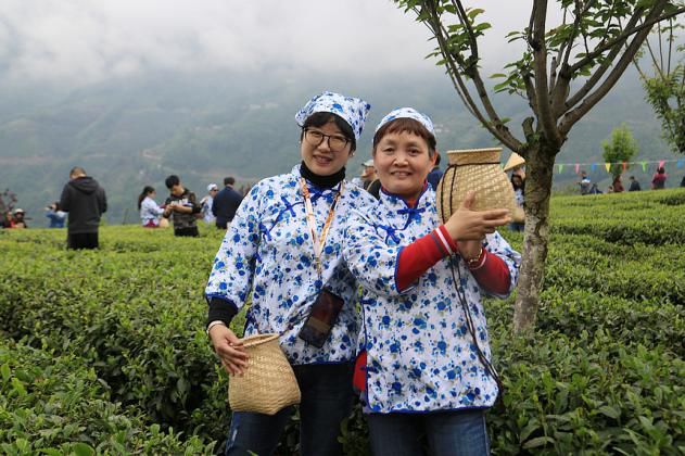 紫阳明前富硒茶2022(紫阳富硒明前茶价格)-硒宝网