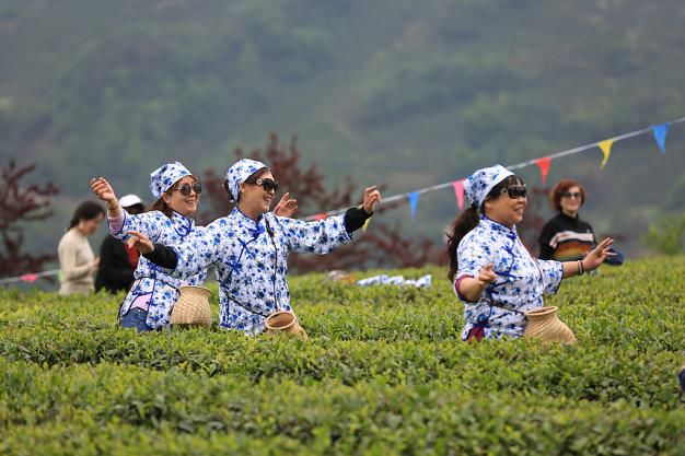 紫阳明前富硒茶2022(紫阳富硒明前茶价格)-硒宝网