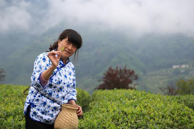 紫阳明前富硒茶2022(紫阳富硒明前茶价格)-硒宝网