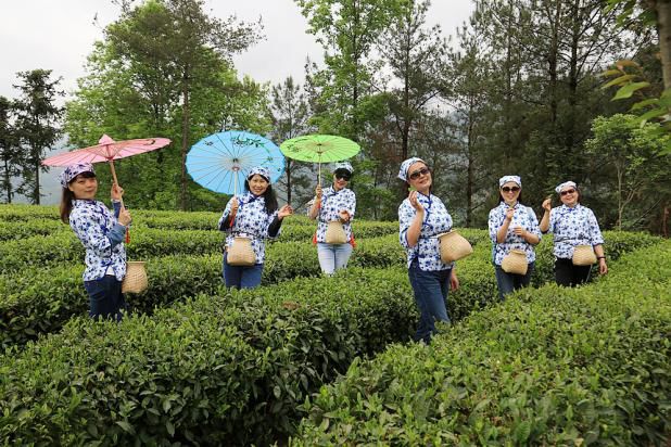 紫阳明前富硒茶2022(紫阳富硒明前茶价格)-硒宝网