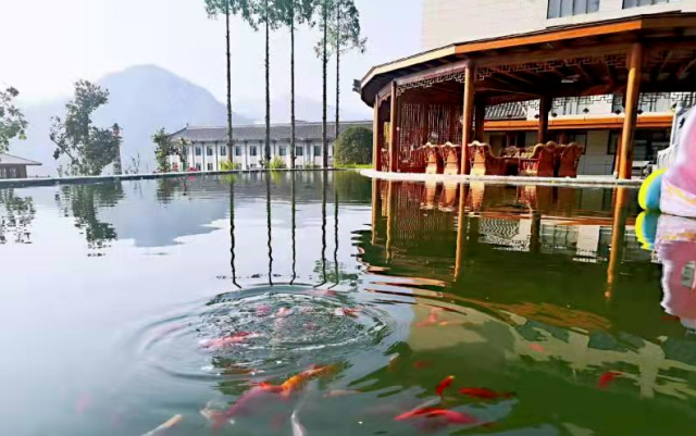 紫阳明前富硒茶2022(紫阳富硒明前茶价格)-硒宝网