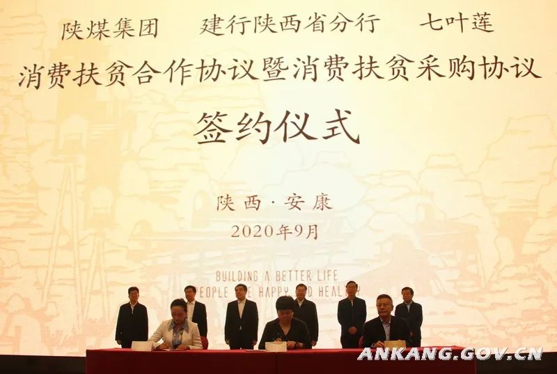 紫阳富硒茶采摘现场视频（紫阳茶富硒饮品价格）-硒宝网