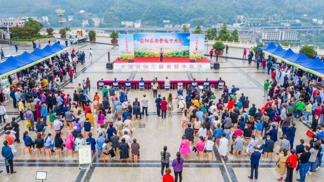 紫阳富硒茶采摘现场视频（紫阳茶富硒饮品价格）-硒宝网